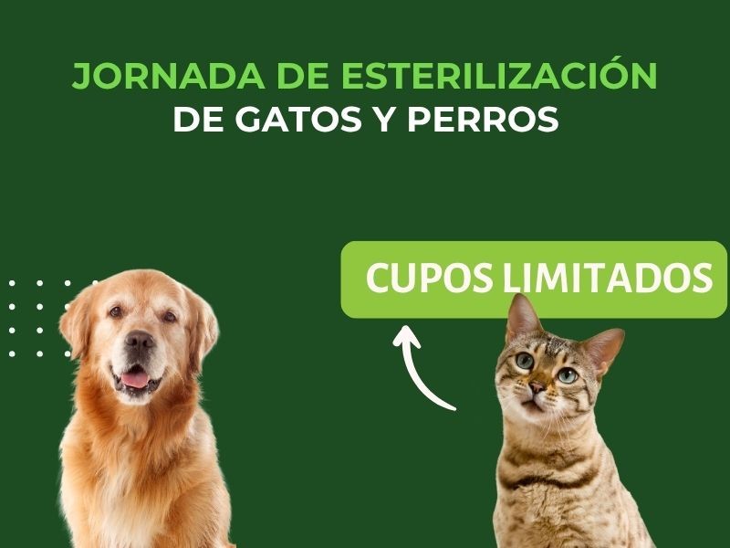 Campaña de Esterilización de Perros y Gatos
